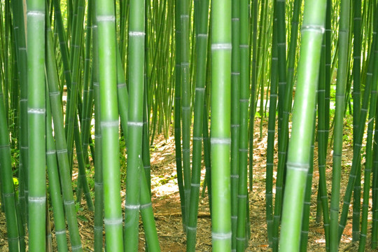 竹节图片素材