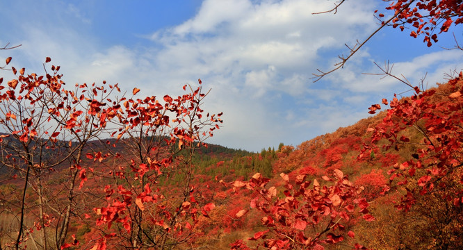 山野秋色