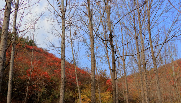 山野秋色