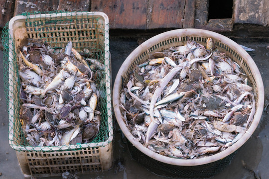胶州湾渔民