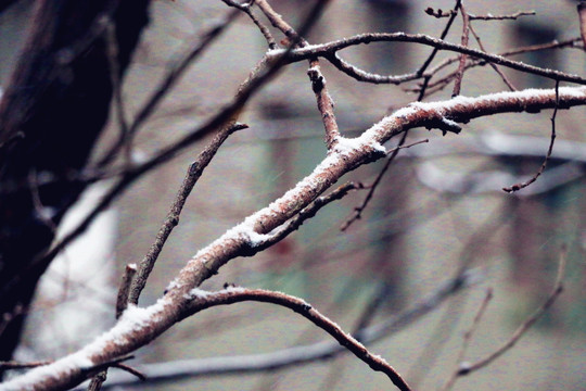 雪枝