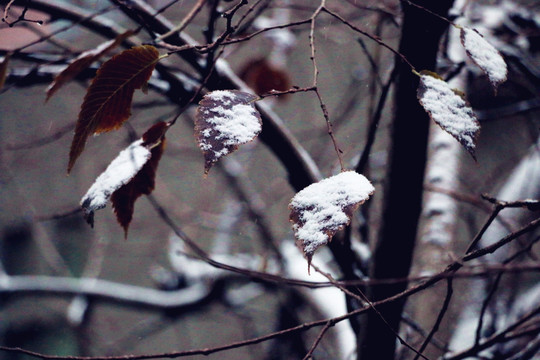 雪枝