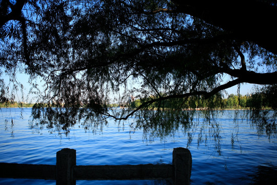 大明湖畔的垂柳