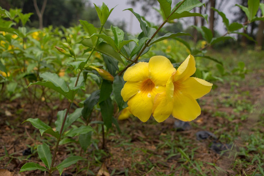 黄禅花