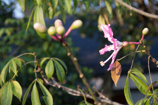 木棉花