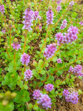 圆叶节节菜