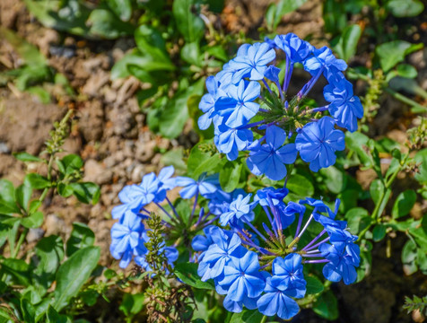 蓝雪花