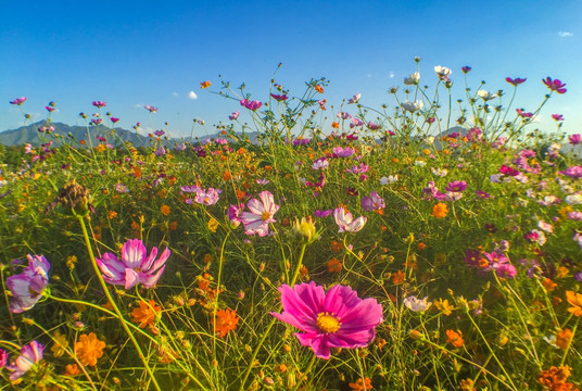 格桑花