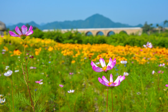 七孔桥与格桑花