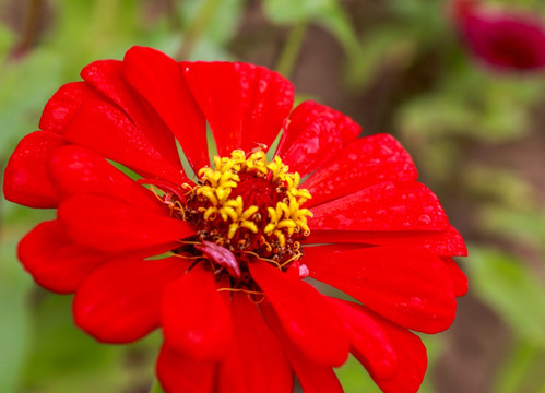 节节高