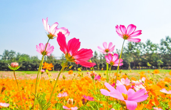 花海