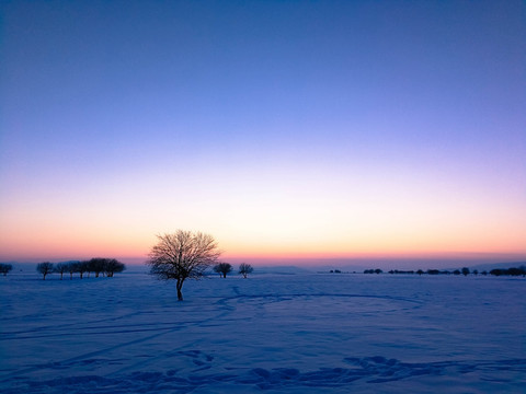 雪原落日一棵树