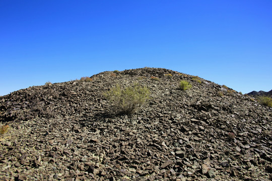 西北荒漠碎石山上的植物沙棘