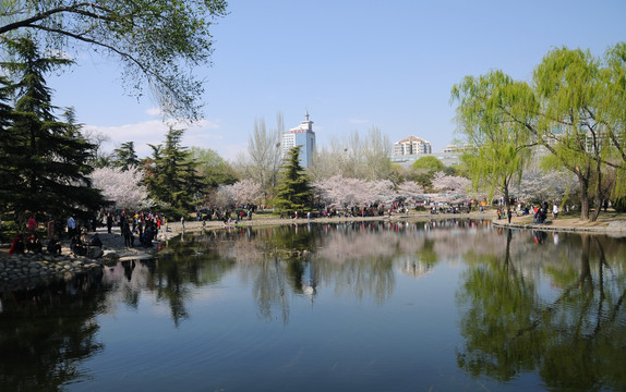 北京玉渊潭公园樱花节