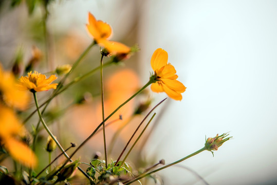 雏菊