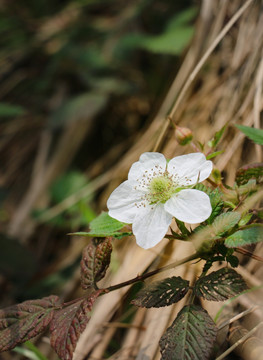 白花