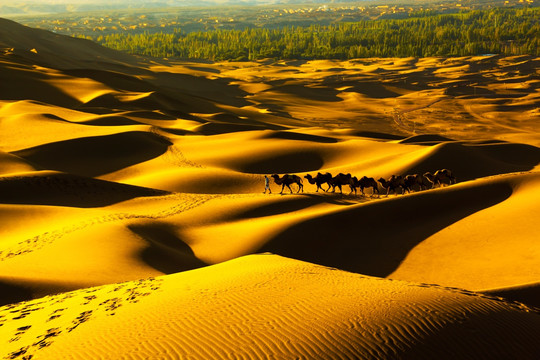 沙漠沙洲
