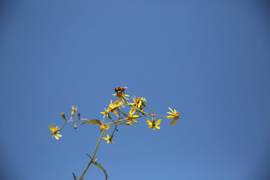 秋菊与蜜