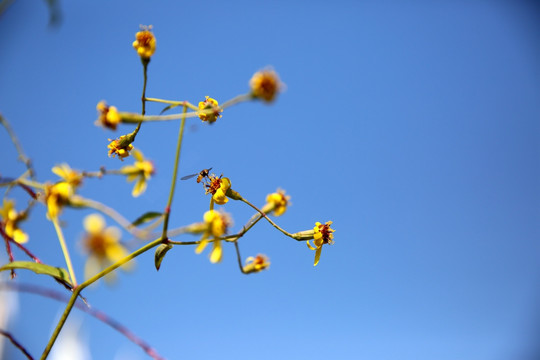 秋菊与蜜蜂