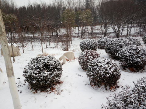 雪景