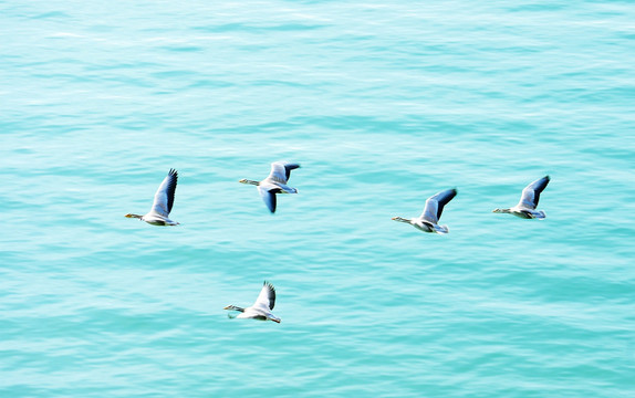 青海果洛玛多黄河源扎陵湖斑头雁