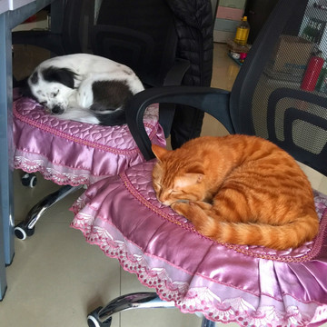睡觉的小狗和小猫