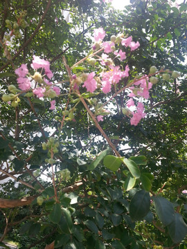 开花