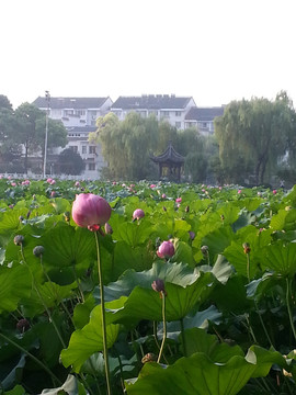荷花池公园