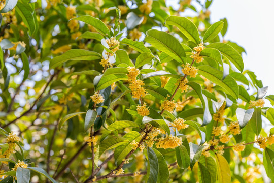 桂花树