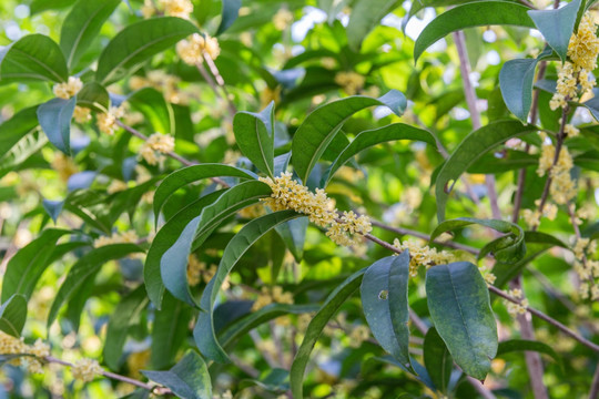 桂花树