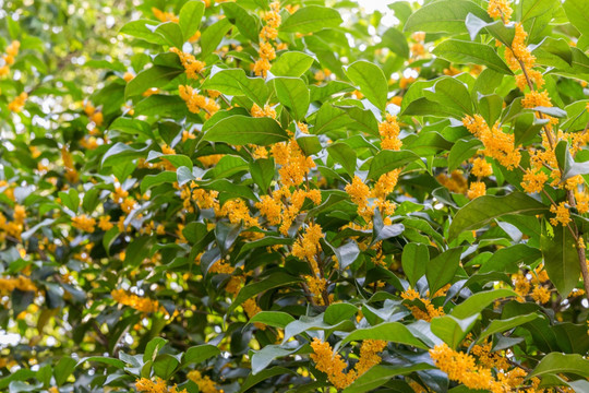 桂花树