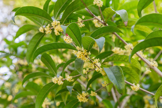 桂花树