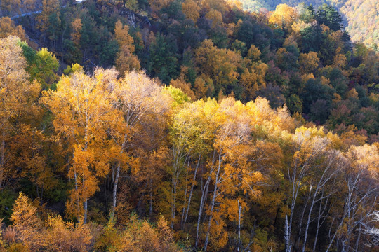 雾灵山自然保护区秋天色彩