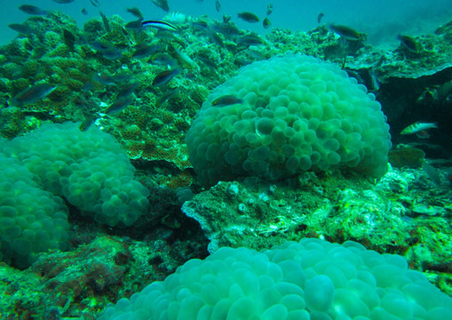 葡萄状珊瑚