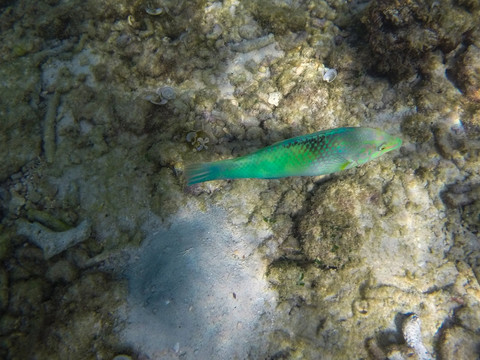 色彩斑斓的海鱼