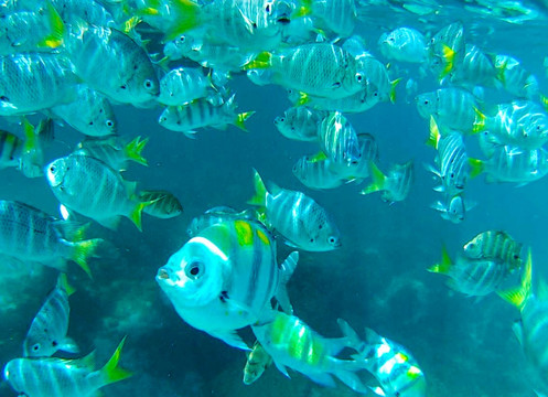 热带鱼群海底世界