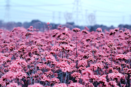 冷艳薰衣花丛