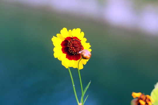 金鸡菊