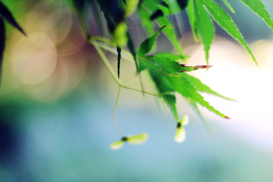 豆瓣植物