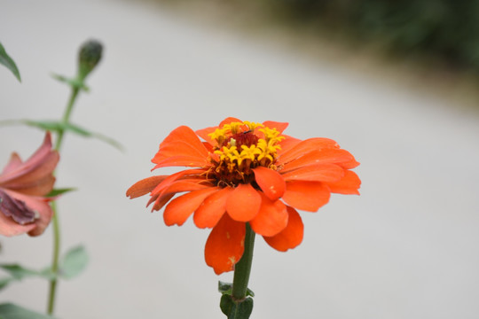 高清百日菊