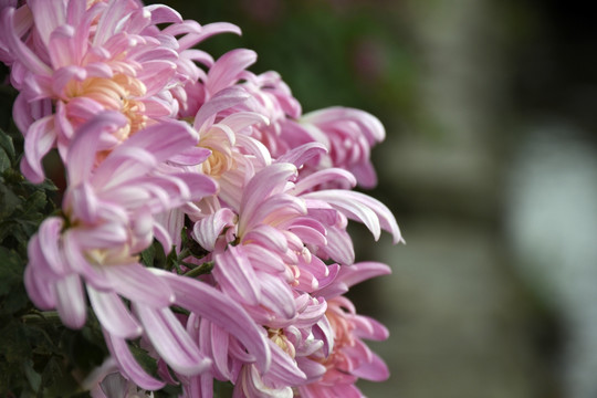 花中君子菊花