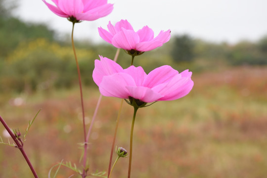 格桑花