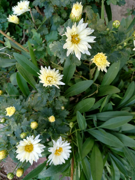 菊花