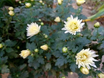 菊花