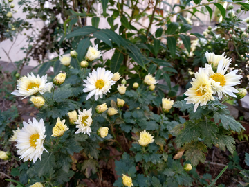 菊花