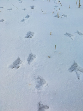 雪地上的野鸡脚印