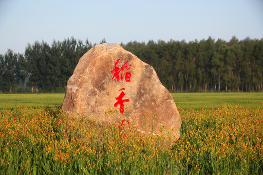 试验田石头