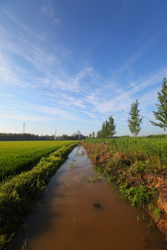 水渠水稻田