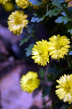 黄色菊花