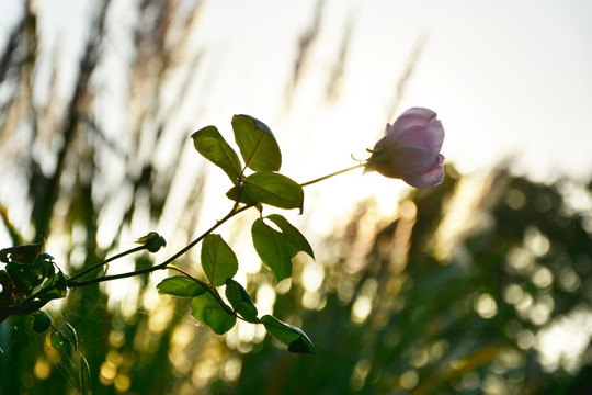 逆光花枝